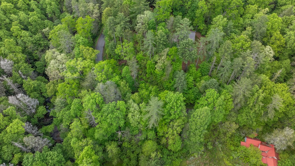 205 Mountain View Road Cherry Log, GA 30522 - Photo 28 of 28 a view of a lush green forest
