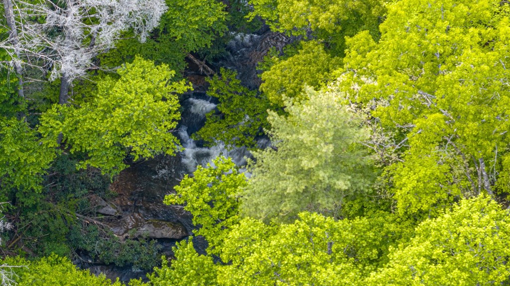 205 Mountain View Road Cherry Log, GA 30522 - Photo 3 of 28 a view of a garden with plants