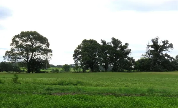 a view of garden with trees