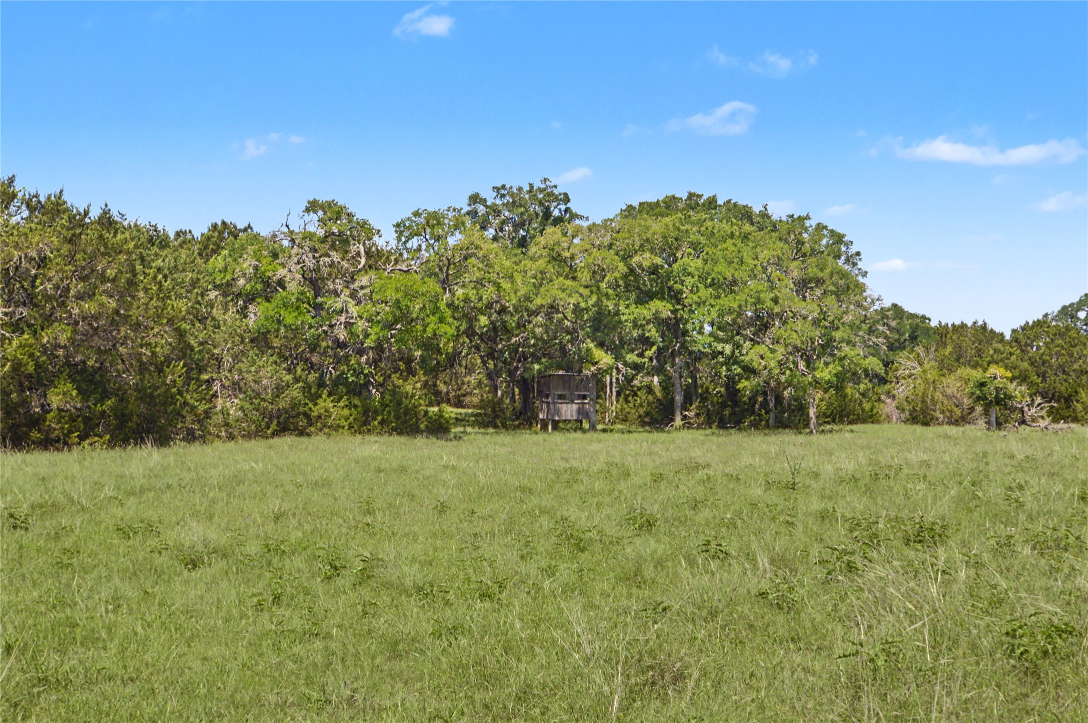 0 Cr 318 Road Goldthwaite, TX 76844 - Photo 30 of 37 a view of a big yard with a tree