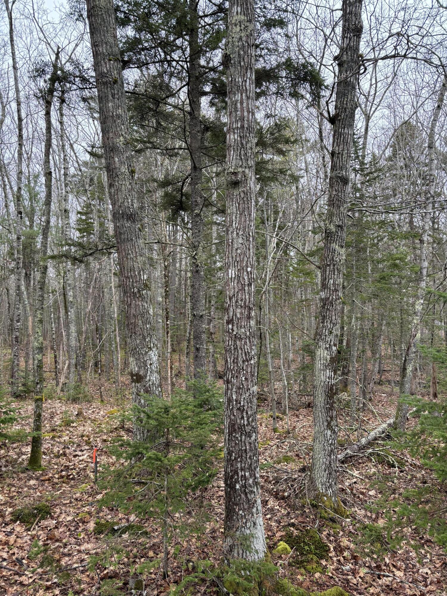 Lot 19 Roxmont Road Rockport, ME 04856 - Photo 18 of 27 IMG_0965