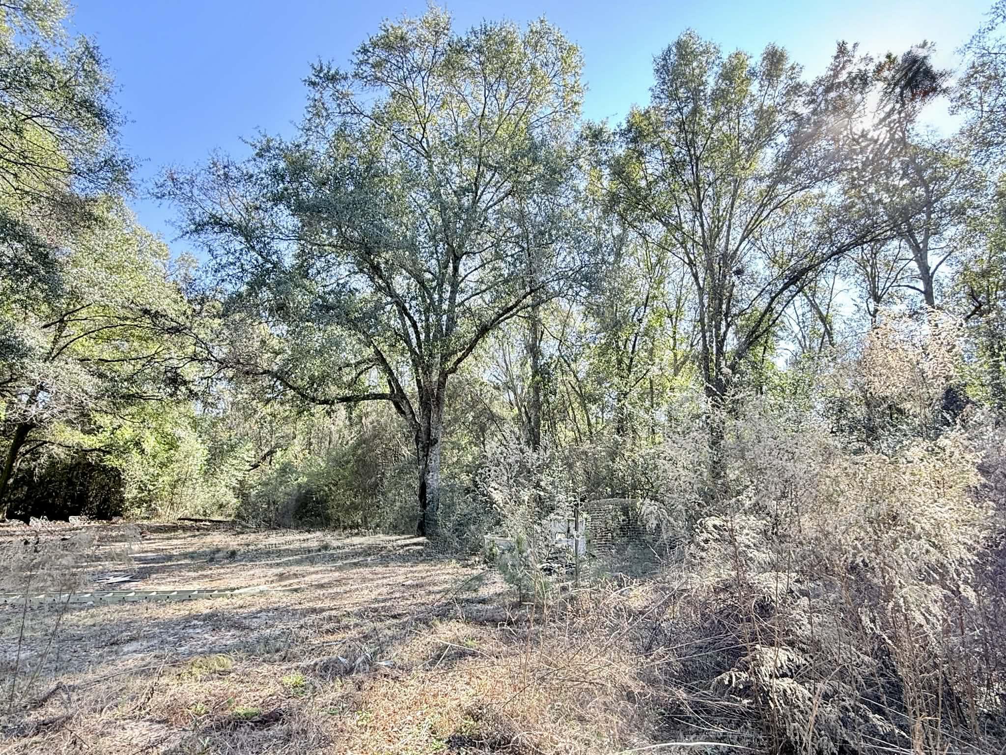 5343 Highway 153 Samson, AL 36477 - Photo 3 of 12 a view of a yard with large trees