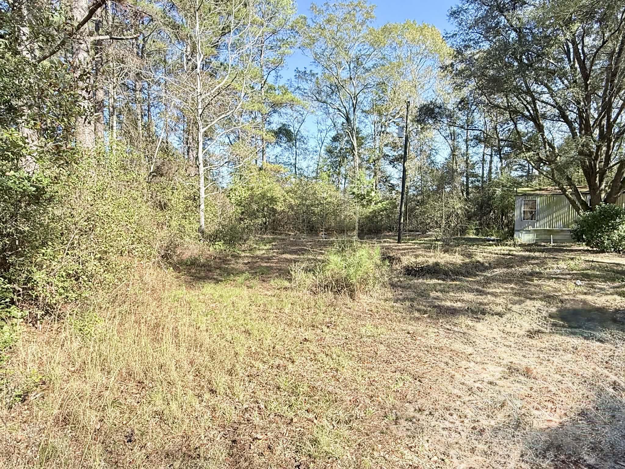 5343 Highway 153 Samson, AL 36477 - Photo 4 of 12 a view of a yard with a tree