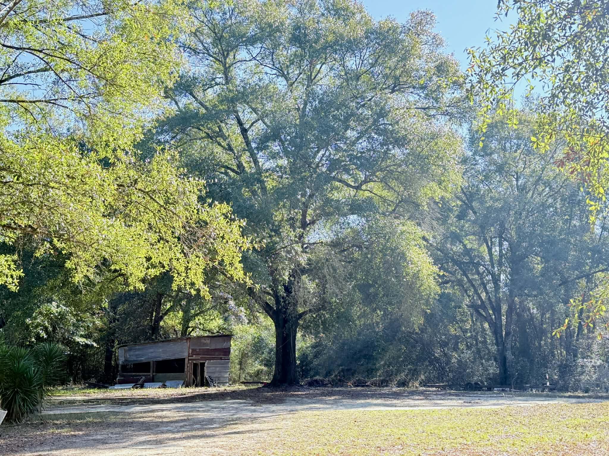 5343 Highway 153 Samson, AL 36477 - Photo 5 of 12 a view of a swimming pool and trees in the background