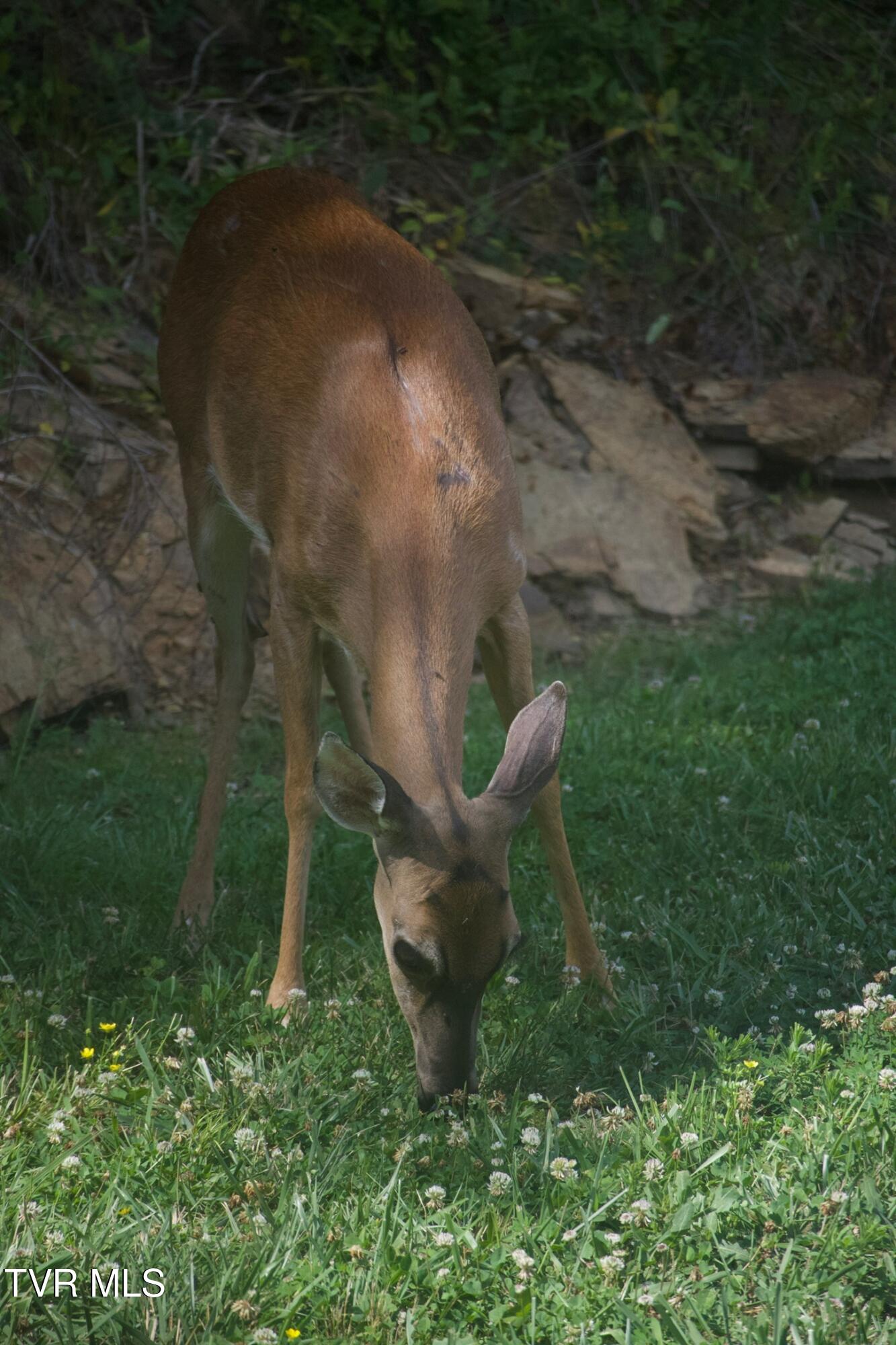 2823 Van Hill Road Greeneville, TN 37745 - Photo 91 of 103 IMG_8742