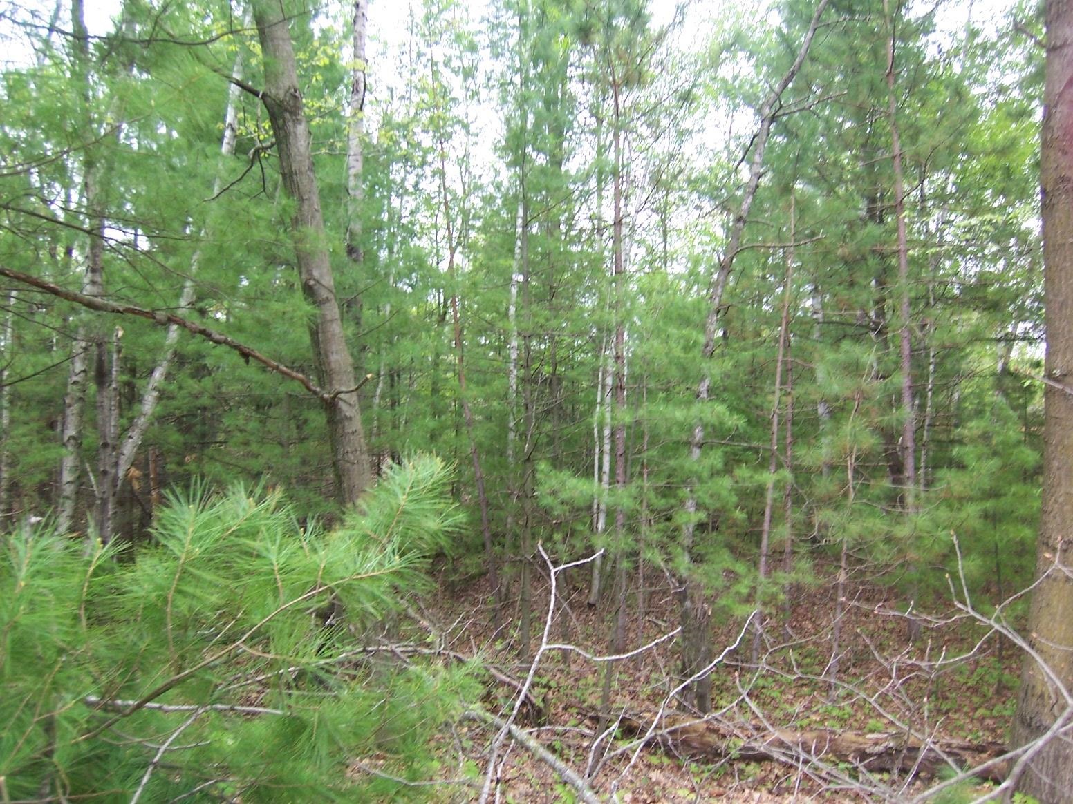County Road South Sobieski, WI 54171 - Photo 8 of 15