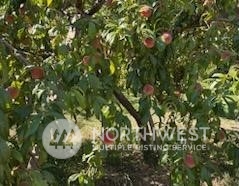 1350 Tozer Road Ellensburg, WA 98926 - Photo 35 of 40 a picture of tree