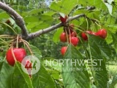 1350 Tozer Road Ellensburg, WA 98926 - Photo 36 of 40 a view of a flower