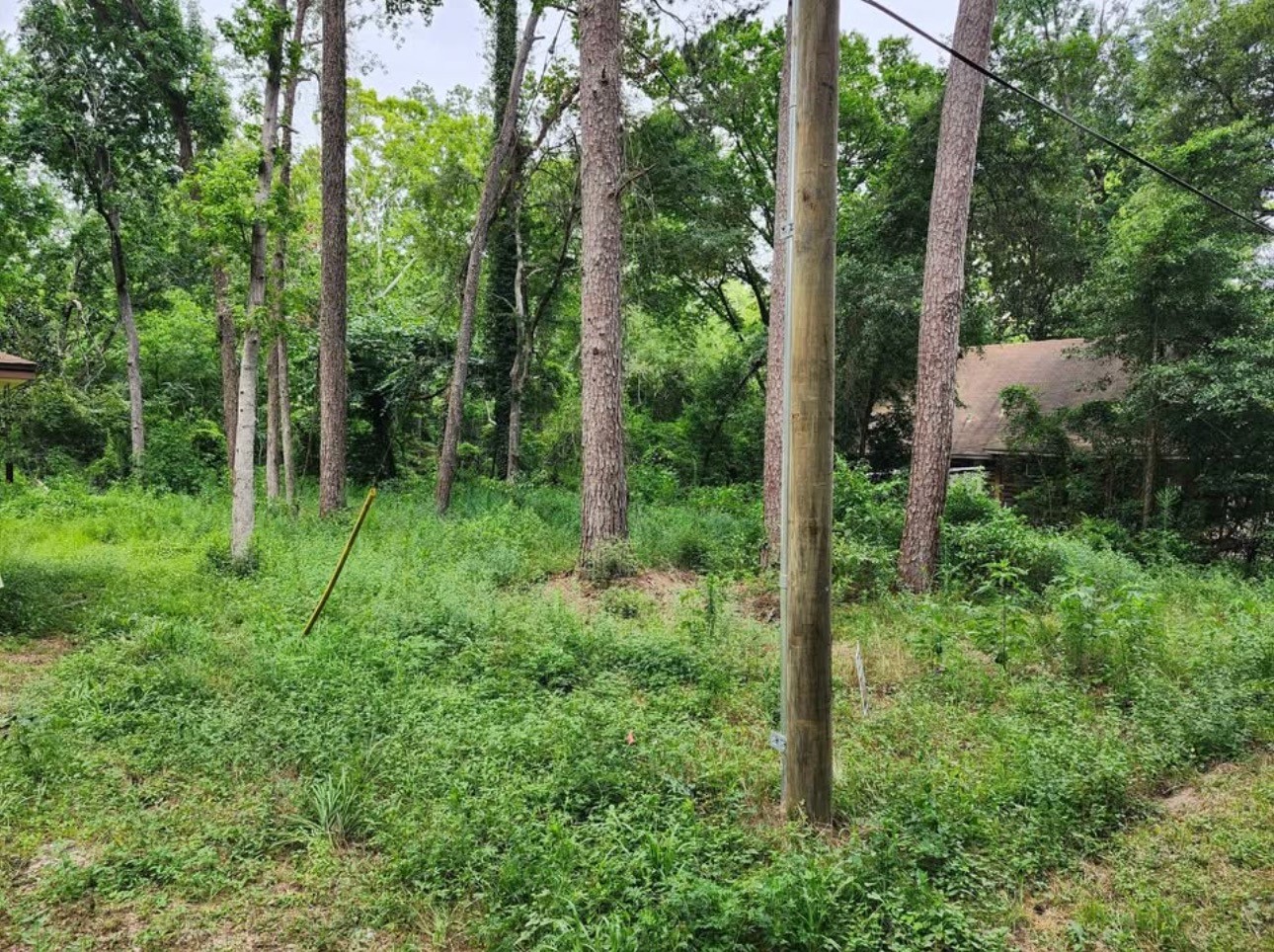0 Lakeside Drive Conroe, TX 77303 - Photo 5 of 6 a view of a forest