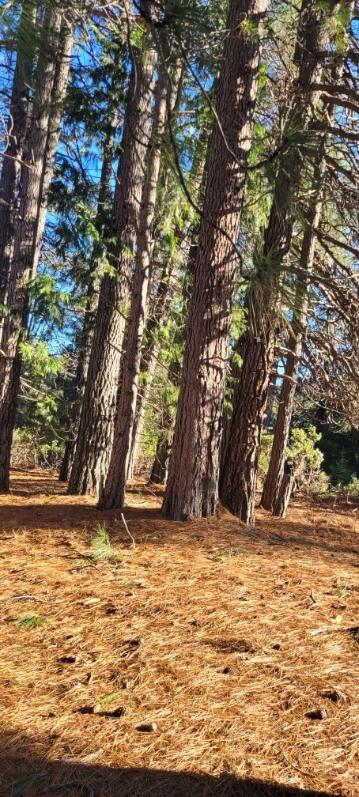 0 Holiday Rd Mount Mount Shasta, CA 96067 - Photo 6 of 10 a view of empty room with trees
