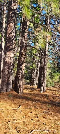 $99,000 | 0 Holiday Rd Mount, Mount Shasta, CA 96067