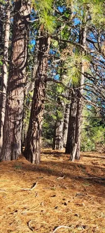 $99,000 | 0 Holiday Rd Mount, Mount Shasta, CA 96067