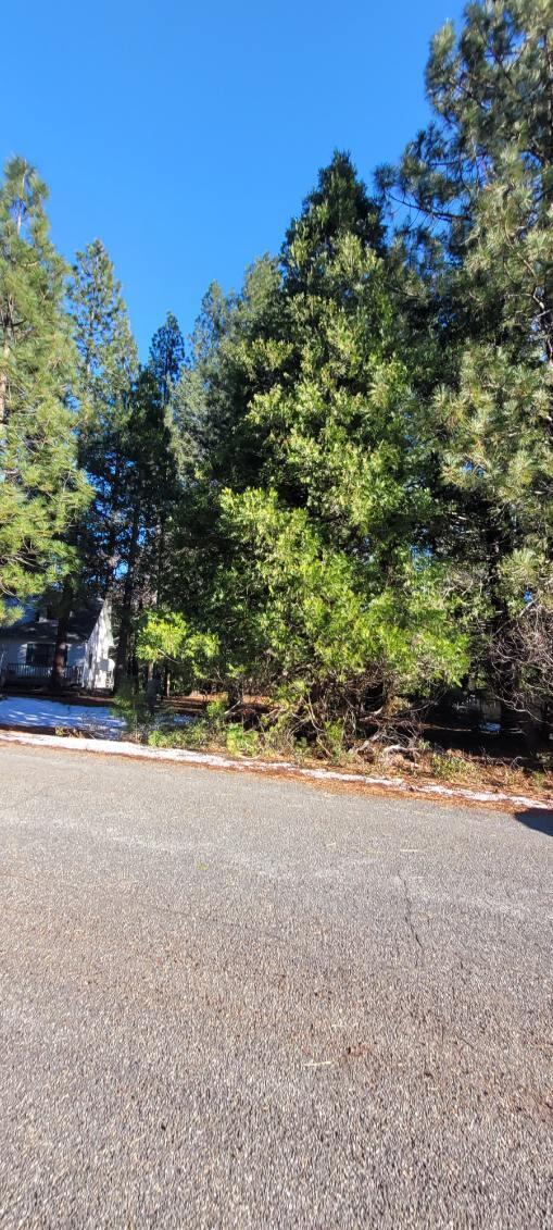 0 Holiday Rd Mount Mount Shasta, CA 96067 - Photo 9 of 10 a view of a yard with a tree