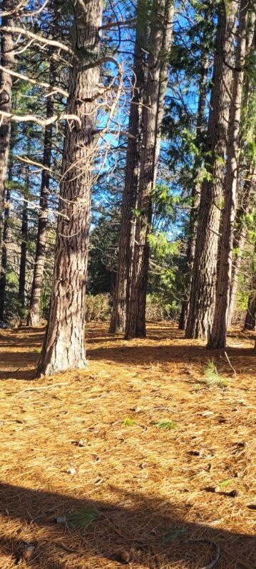 0 Holiday Rd Mount Mount Shasta, CA 96067 - Photo 10 of 10