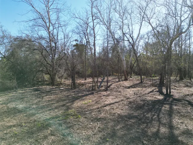 a view of a forest filled with trees