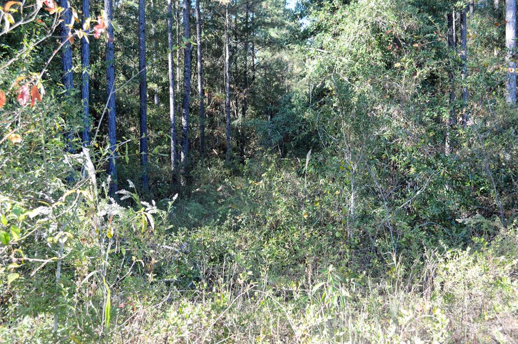 0 Greenhouse Road Gordon, AL 36343 - Photo 26 of 38