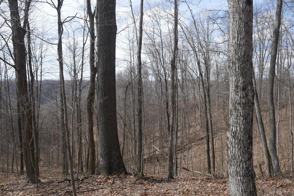 Tbd Reynolds Ridge Road, Unit 1 Bandy, VA 24602 - Photo 1 of 44 Gallery Image 1