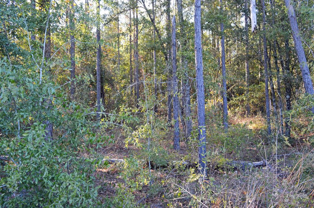 0 Greenhouse Road Gordon, AL 36343 - Photo 30 of 38
