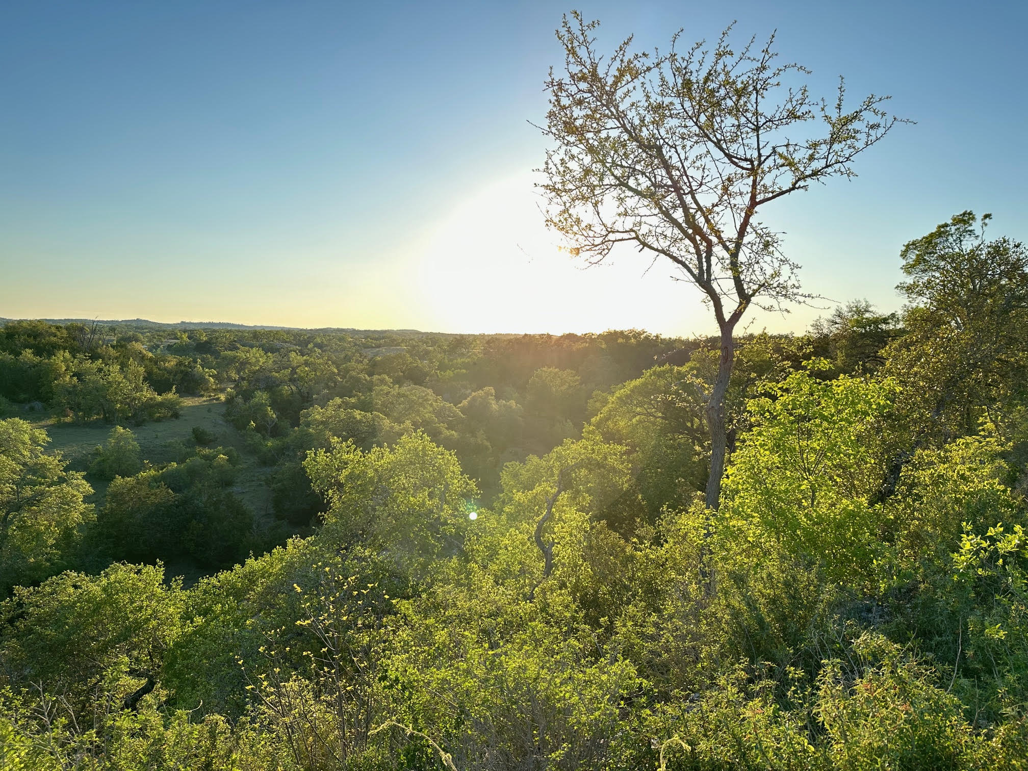 7301 Creek Road Dripping Springs, TX 78620 - Photo 19 of 22 a view of a trees with a yard