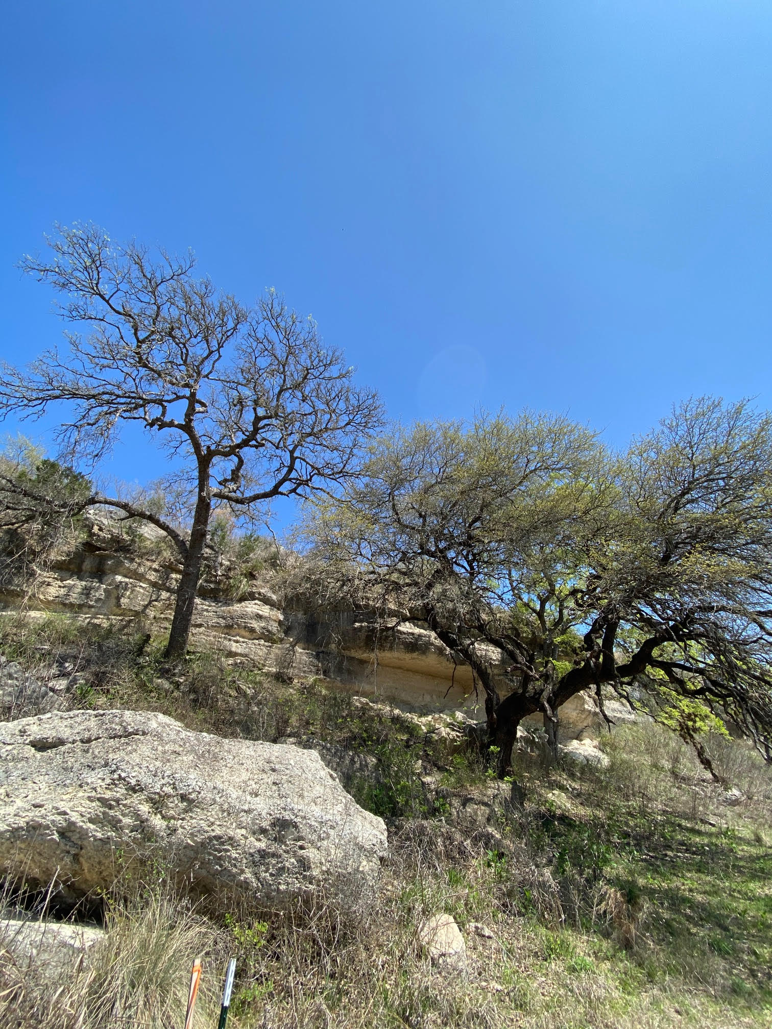 7301 Creek Road Dripping Springs, TX 78620 - Photo 21 of 22 a view of a tree with a yard