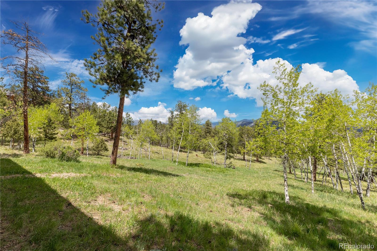 278 Overlook Drive Bailey, CO 80421 - Photo 25 of 37 a view of a yard with a tree