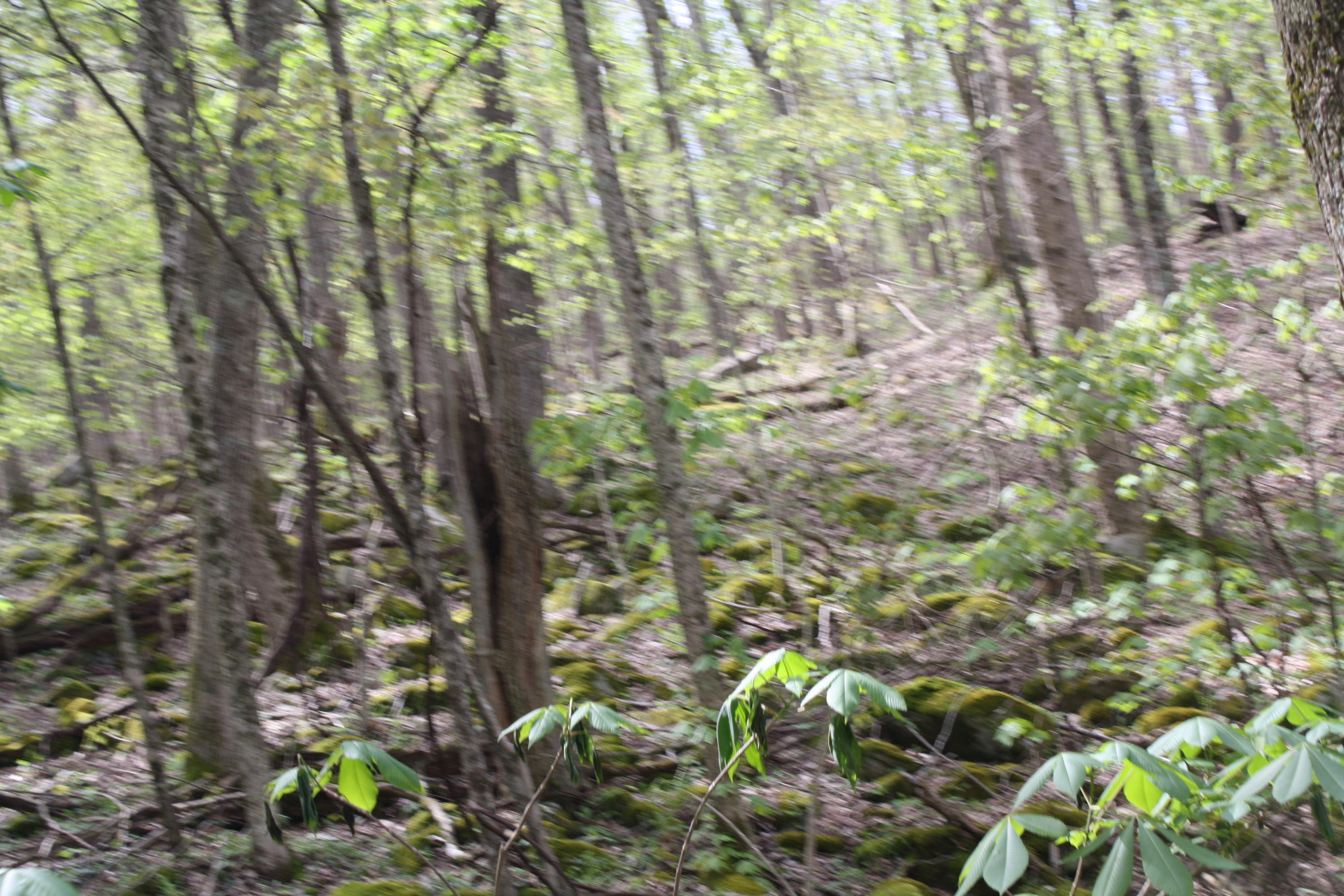 1161 Plumley Mountain Road Sandstone, WV 25985 - Photo 108 of 138 Gallery Image 108
