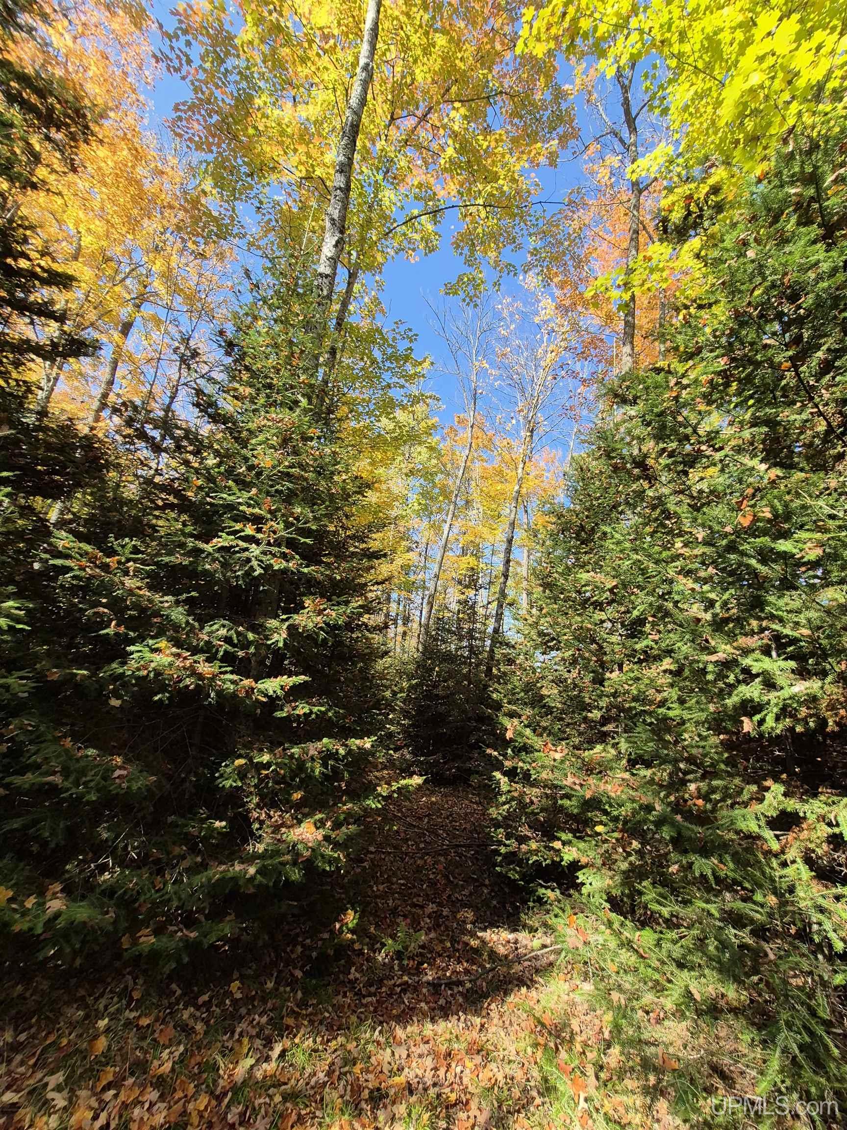 40-acres Mattson Road Felch, MI 49831 - Photo 22 of 45 Gallery Image 22