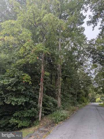 a view of a forest with trees