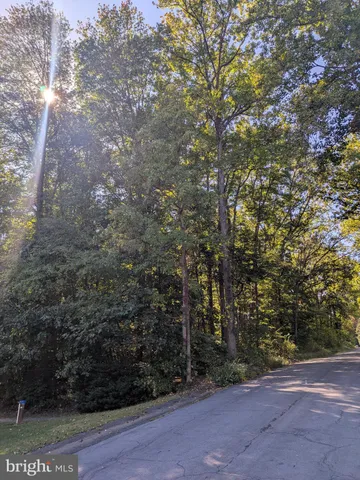 a view of a forest with trees in the background