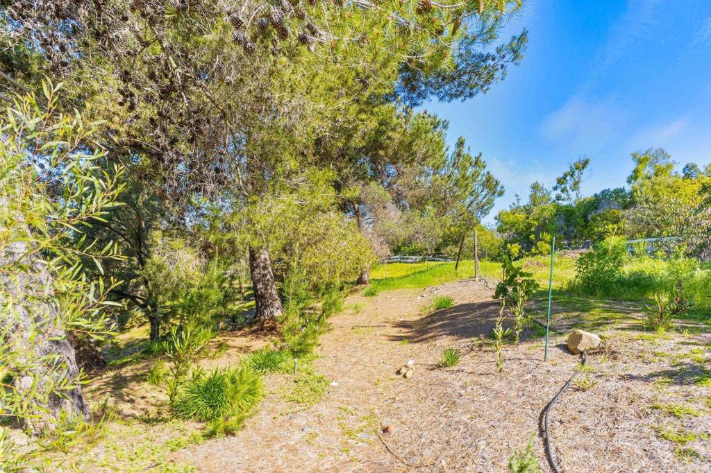 3355 Lone Jack Road Encinitas, CA 92024 - Photo 51 of 54 a view of a yard with plants and large trees