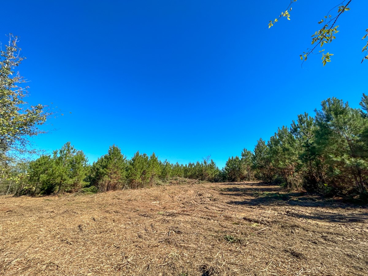4 County Road 3121 Long Branch, TX 75669 - Photo 9 of 16 a view of a yard with trees in the background