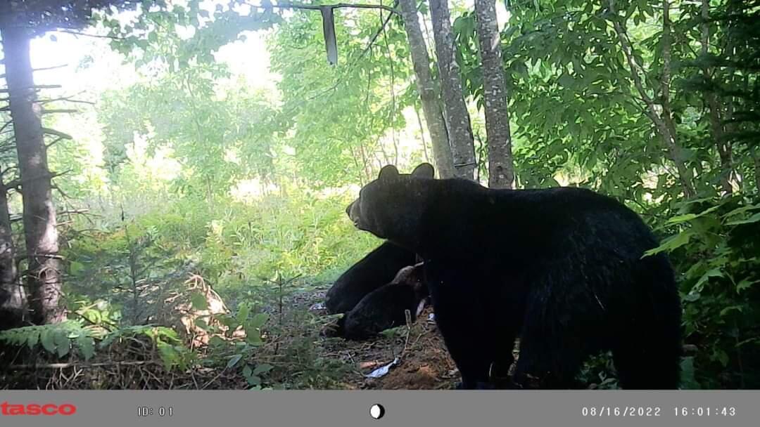 0 Wotton Road Monticello, ME 04760 - Photo 39 of 39 1000006419