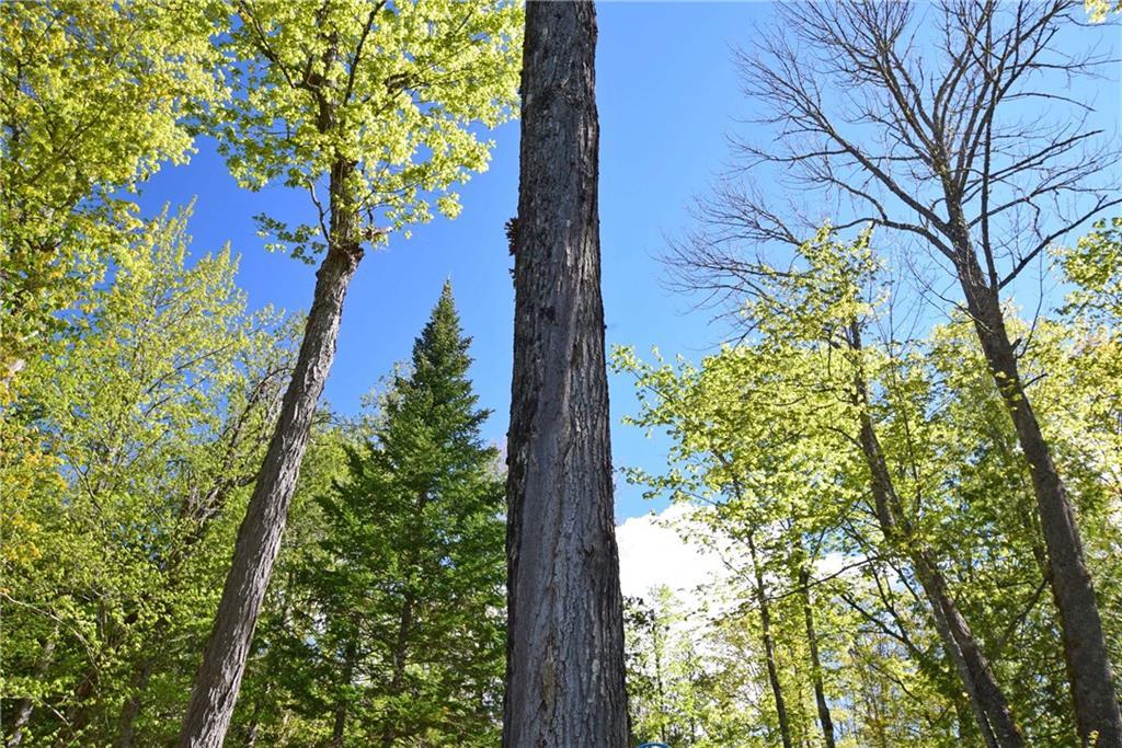 635 State Road Mapleton, ME 04757 - Photo 30 of 35 Sugar Maple Trees