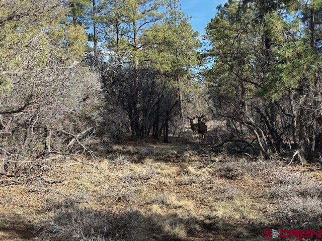 495 Justin's Road Pagosa Springs, CO 81147 - Photo 13 of 20 Gallery Image 13
