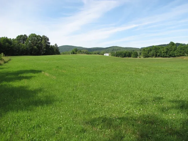 a view of a big yard with plants and large trees