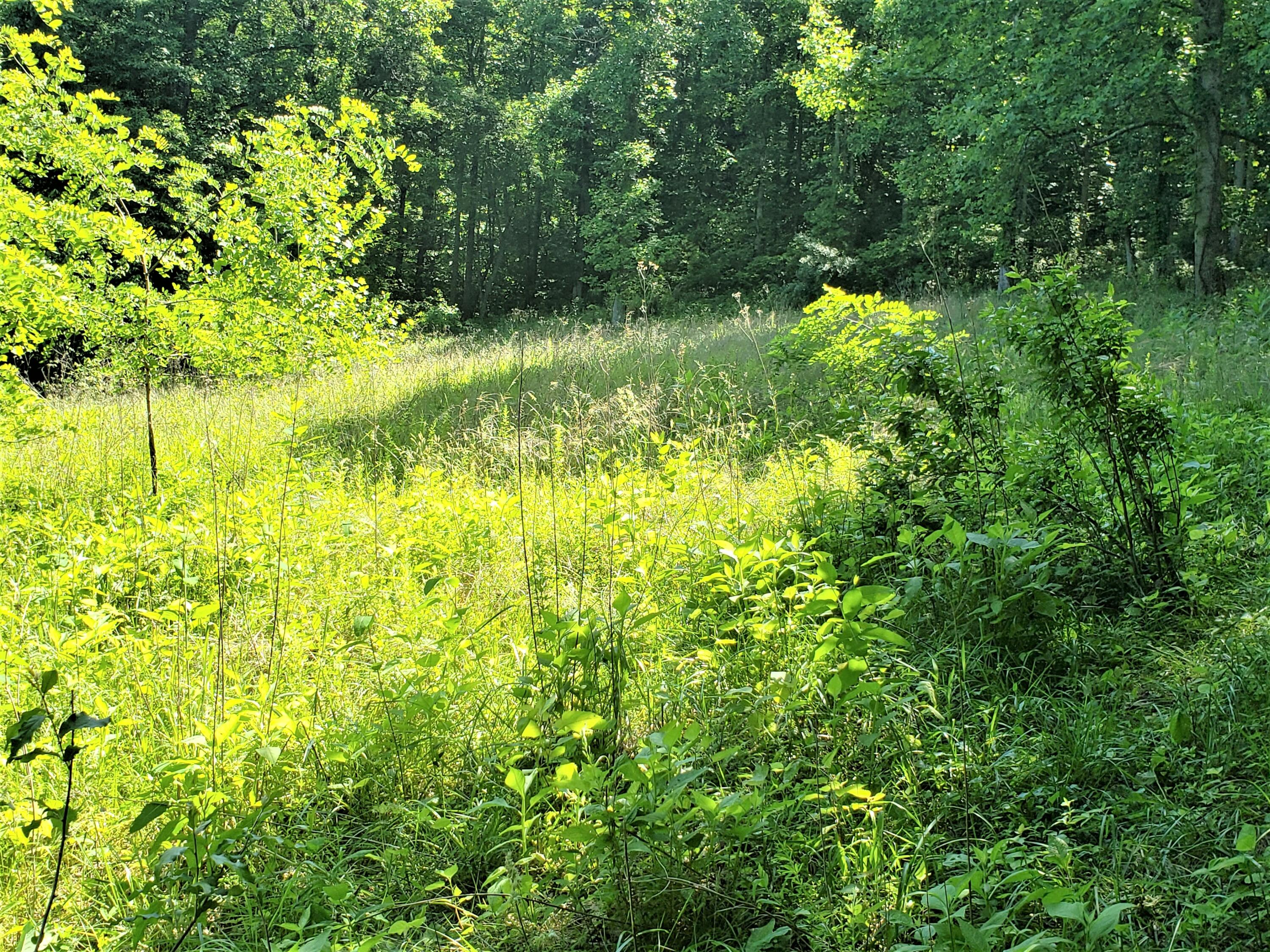 6180 Clinch Mountain Road Eidson, TN 37731 - Photo 21 of 51 17