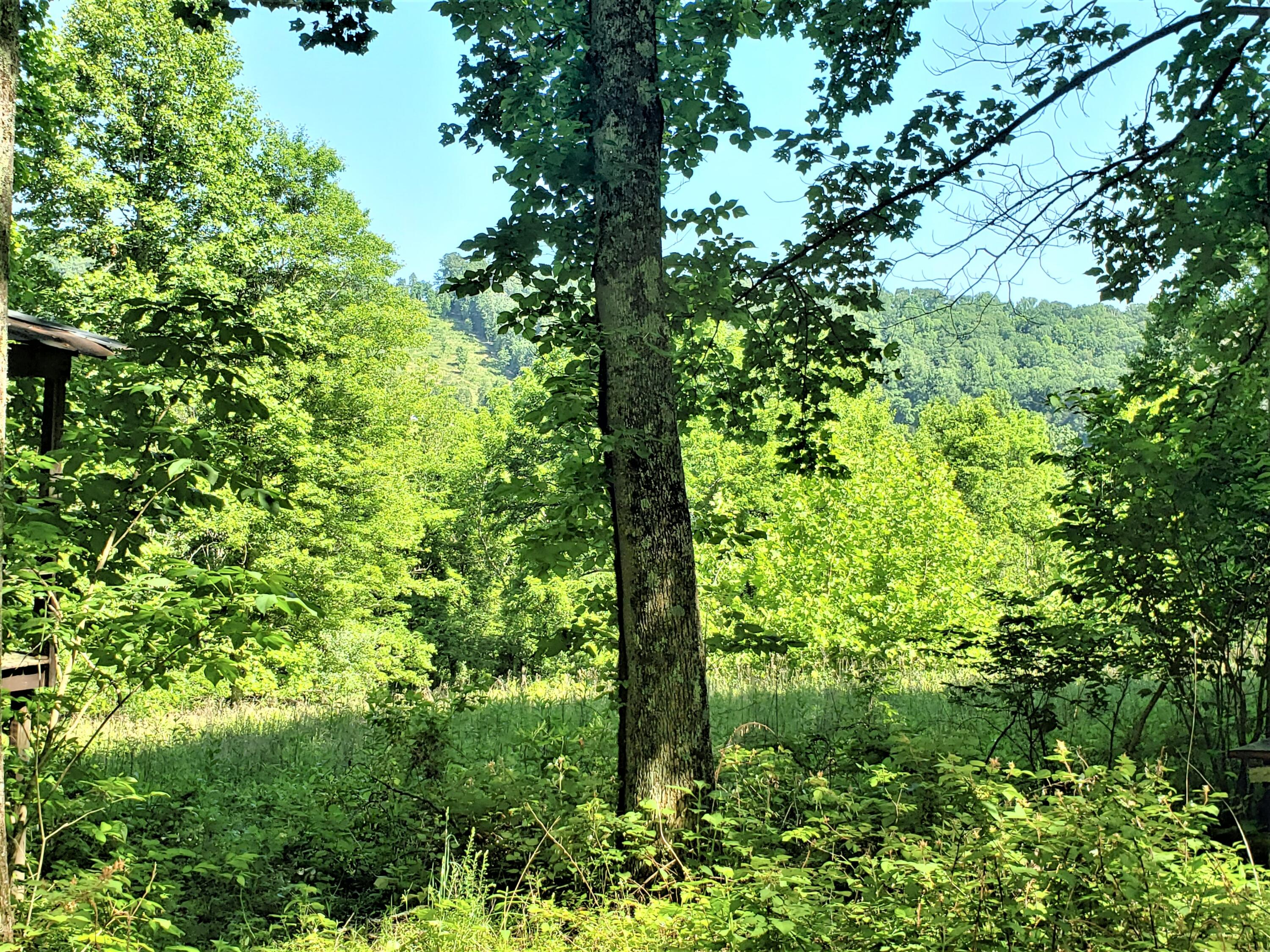 6180 Clinch Mountain Road Eidson, TN 37731 - Photo 10 of 51 6