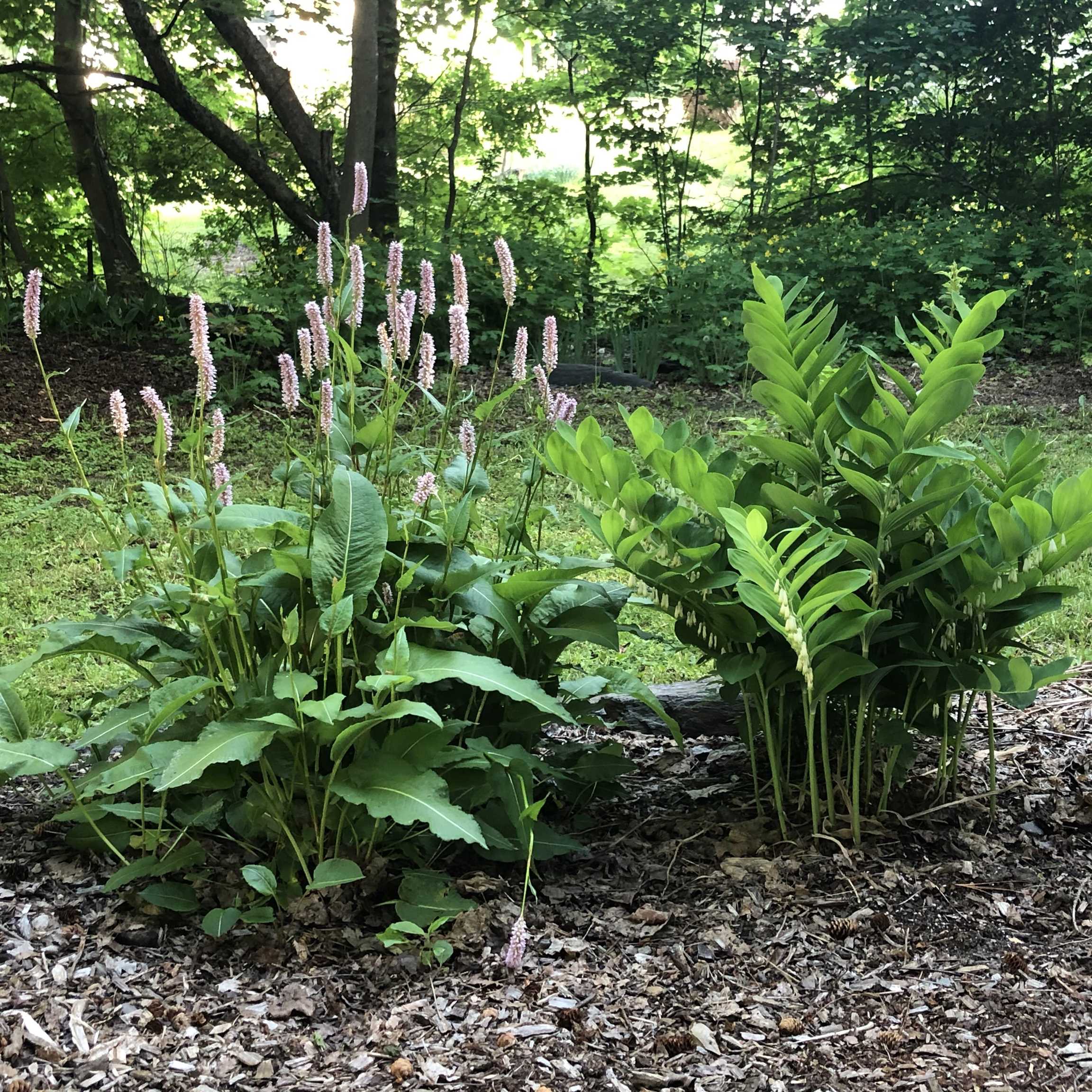 3 Prospect Avenue Randolph, VT 05060 - Photo 50 of 60