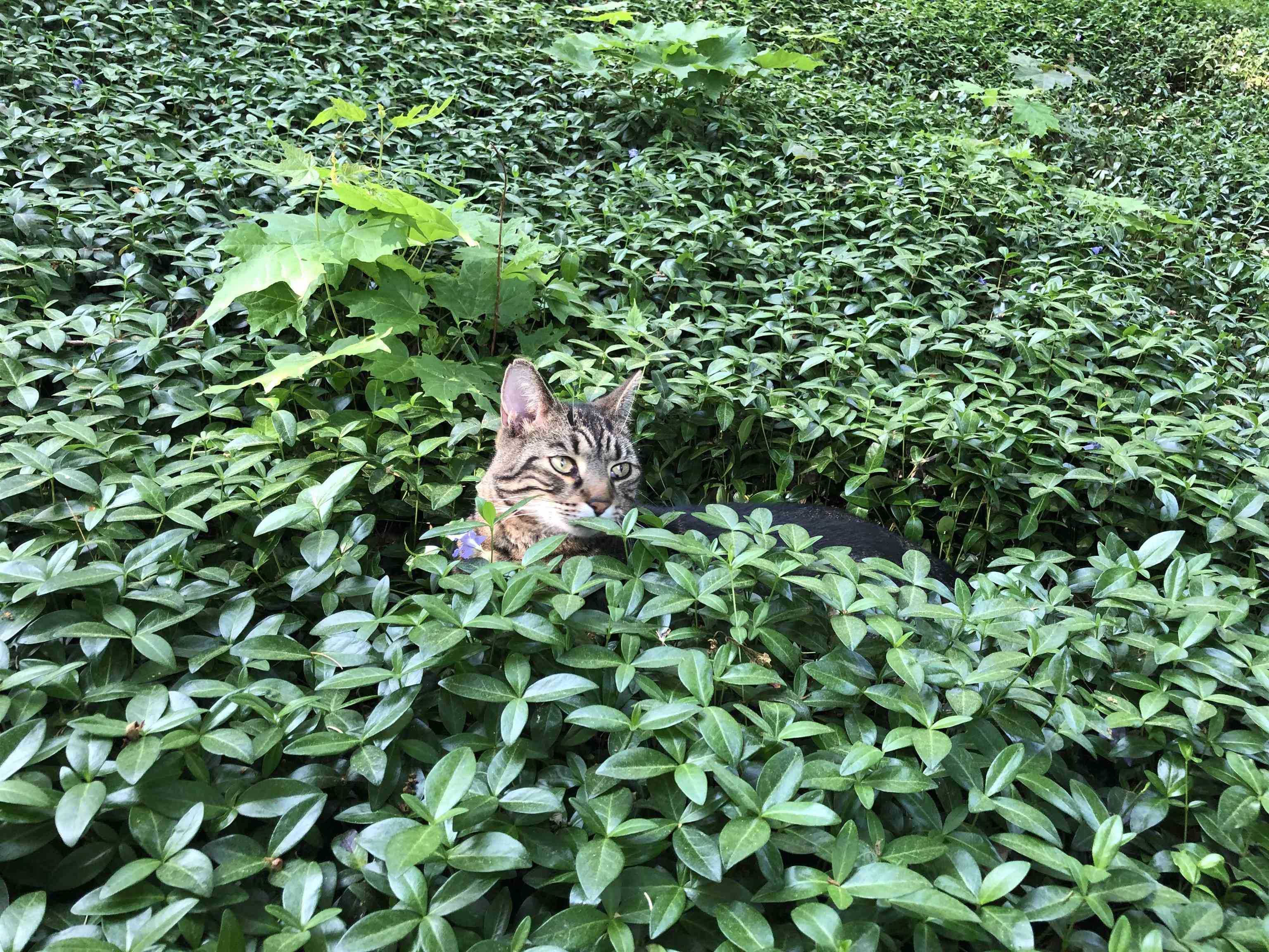 3 Prospect Avenue Randolph, VT 05060 - Photo 55 of 60