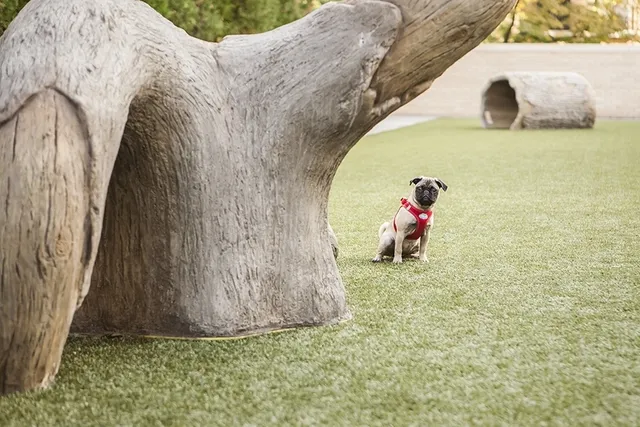 a bathroom with a sink and a vanity