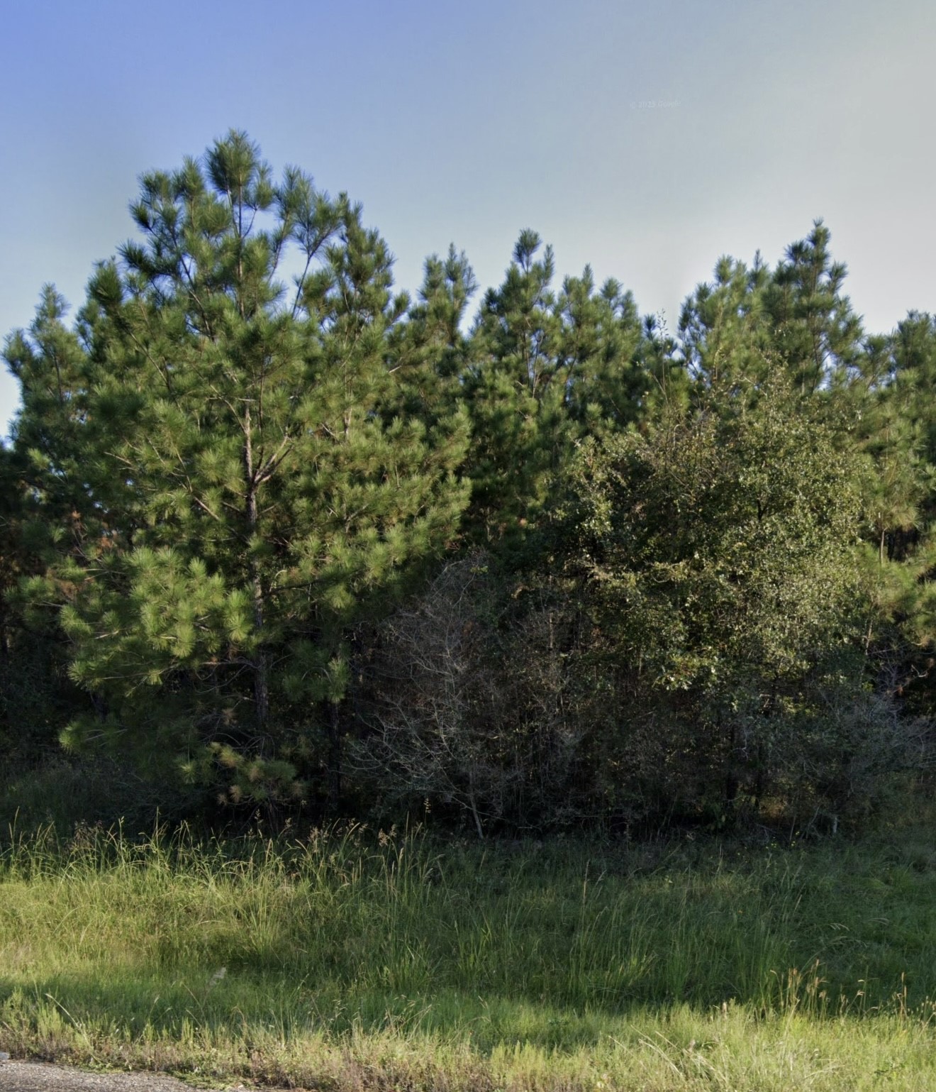 0 Fm 357 Corrigan, TX 75939 - Photo 8 of 8 a backyard of a house with lots of green space and trees all around