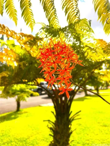 a view of a tree with an outdoor space