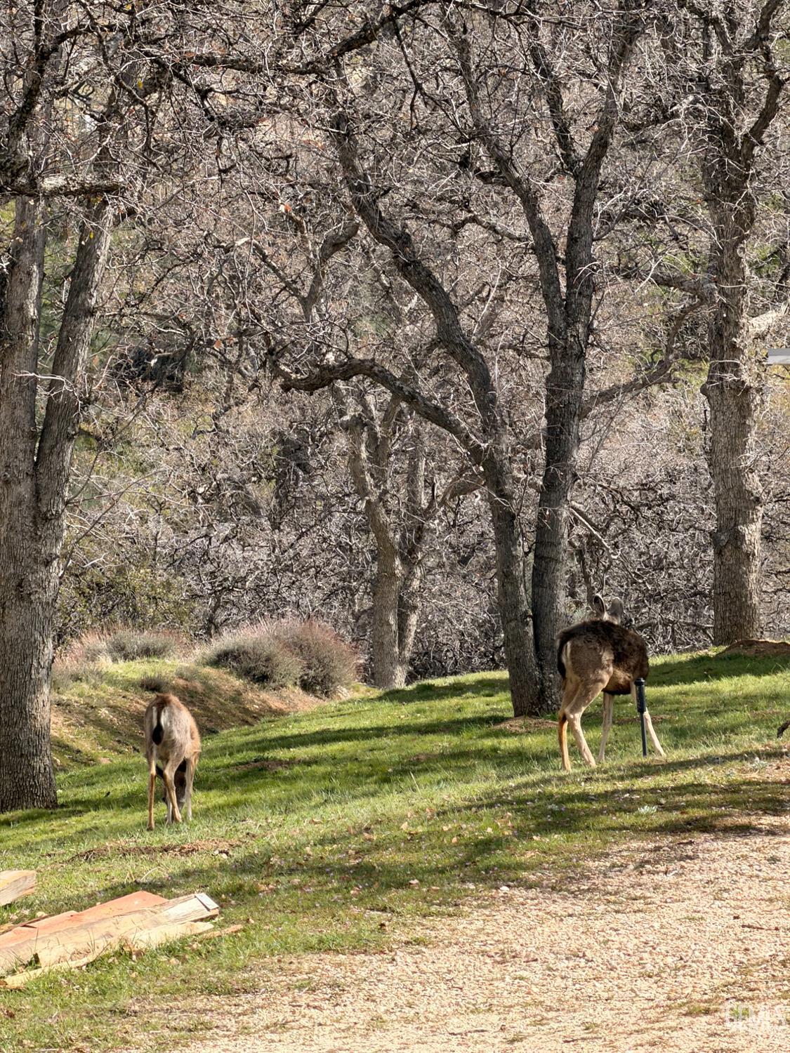 Undisclosed Address Tehachapi, CA 93561 - Photo 8 of 15 a view of a park with large trees