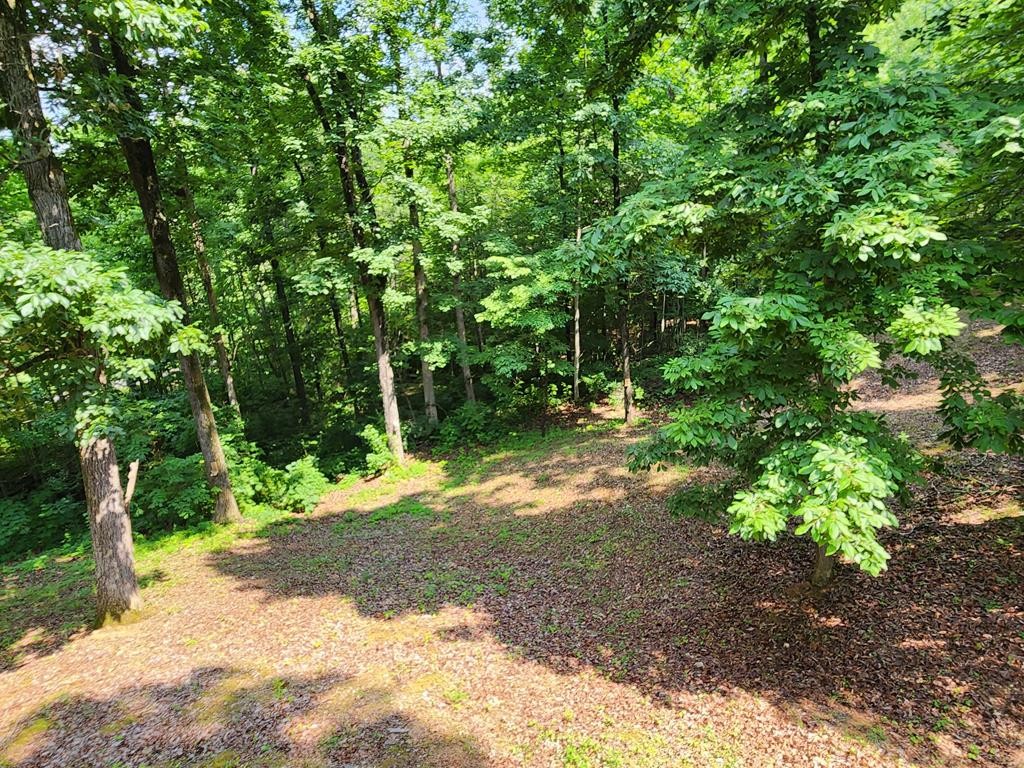 1939 Hodgetown Road Rutledge, TN 37861 - Photo 57 of 63 a view of a yard with plants and trees