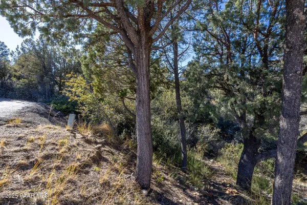 a view of a forest filled with trees