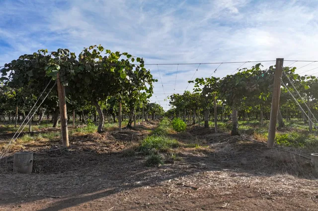 a view of a tree with a yard