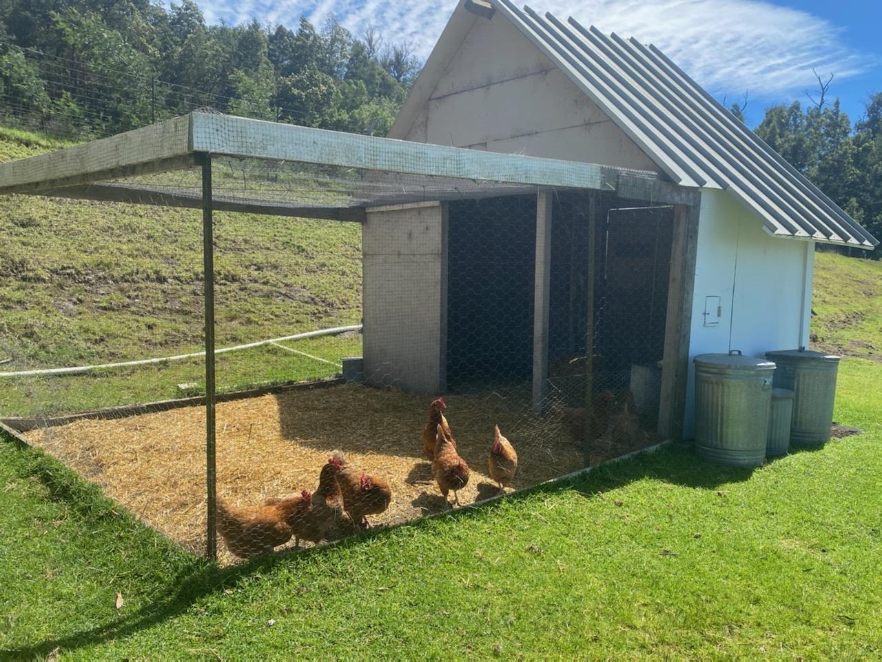 569 Hapapa Road Kula, HI 96790 - Photo 44 of 50 Fresh eggs anyone?