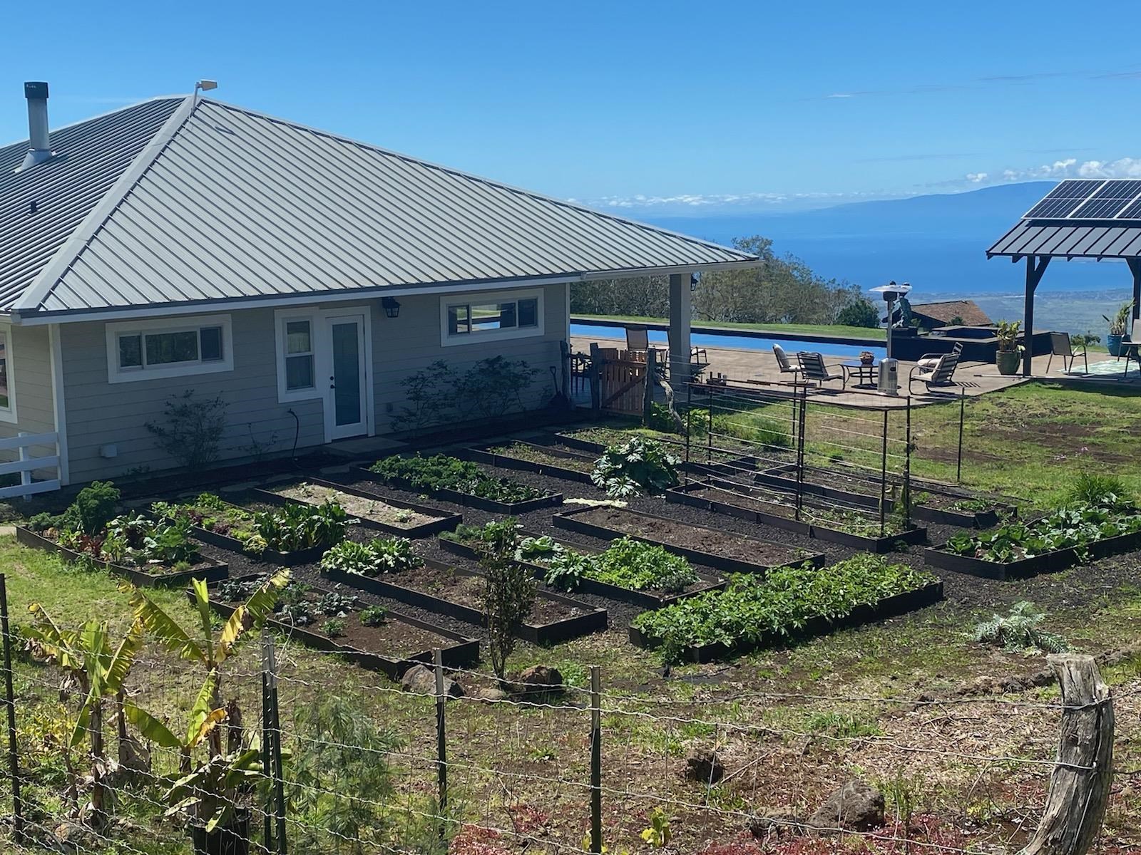 569 Hapapa Road Kula, HI 96790 - Photo 10 of 50 Looks like fresh produce for dinner!
