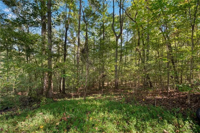 a view of a lush green forest