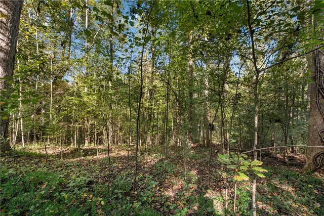 a view of a forest with a tree in back